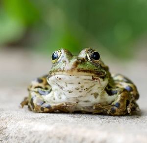 Close-up portrait of a frog