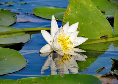 Lotus water lily in lake