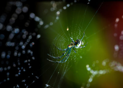 Silver orb weaving spider.