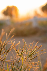 Close-up of plant growing on field against sky