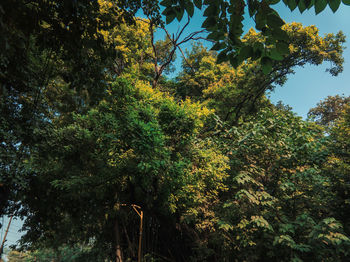 Low angle view of trees in forest against sky