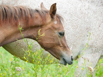 Close-up of horse