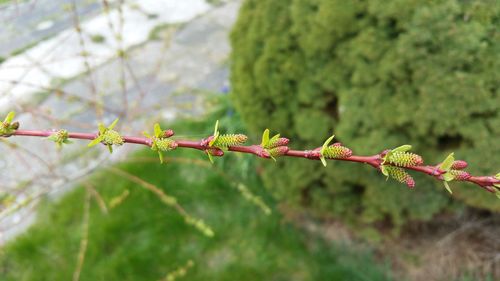 Close-up of leaves on branch