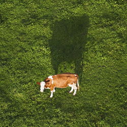 Aerial view of a holstein cow