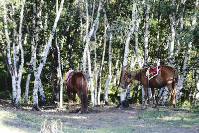 Horses standing by trees