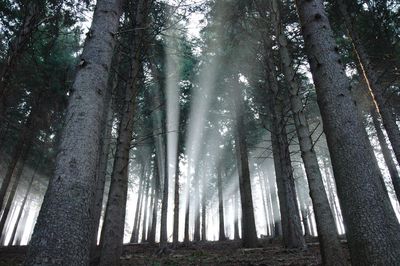 Low angle view of sunlight streaming through trees in forest