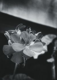 Close-up of pink flowers