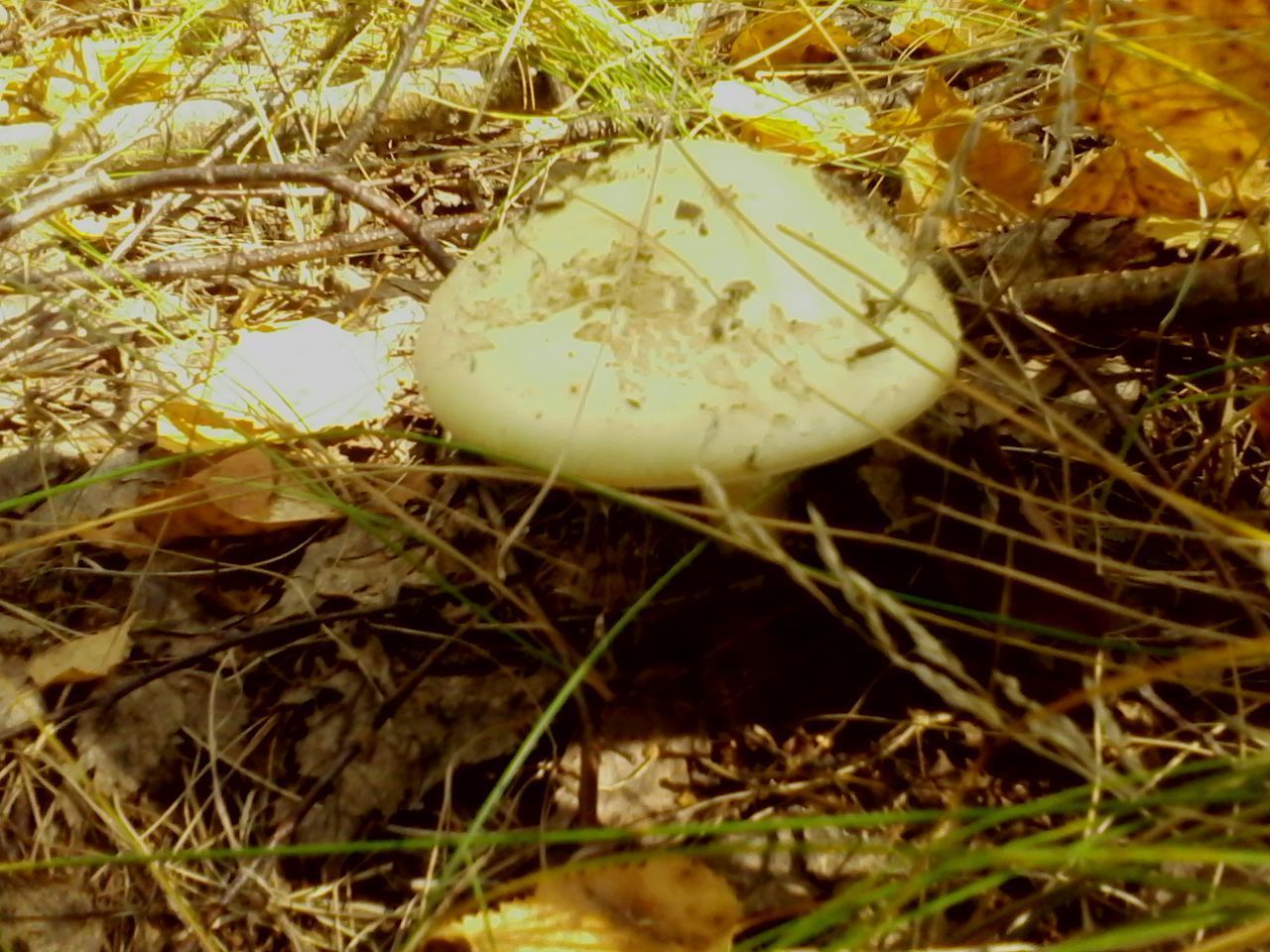 CLOSE-UP OF MUSHROOM GROWING IN GRASS