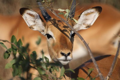 Close-up of impala by plant