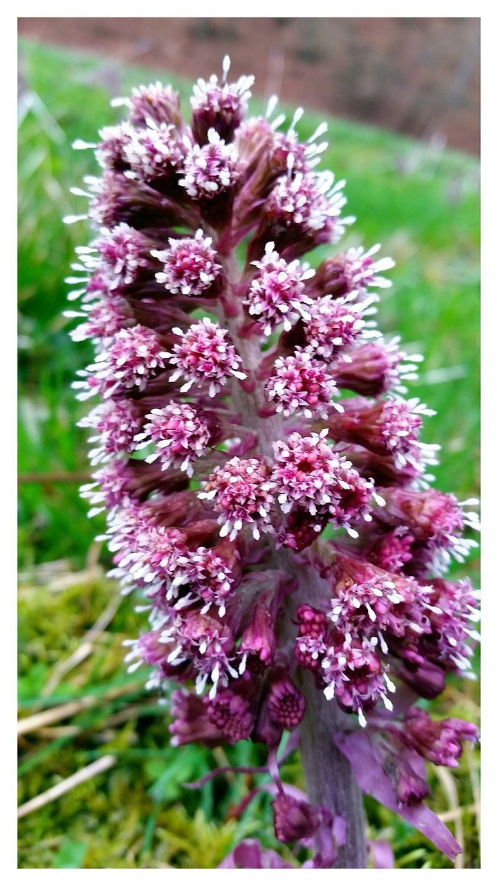 flower, transfer print, freshness, fragility, growth, auto post production filter, beauty in nature, petal, focus on foreground, close-up, flower head, nature, pink color, plant, blooming, purple, selective focus, in bloom, outdoors, day