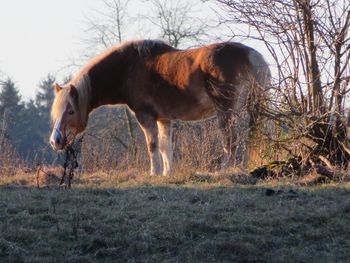 Horses in a field