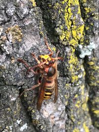 Close-up of insect on rock