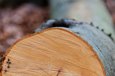 Close-up of log in forest