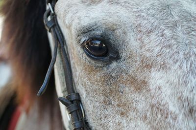 Close-up portrait of pony