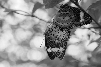 Close-up of butterfly pollinating flower