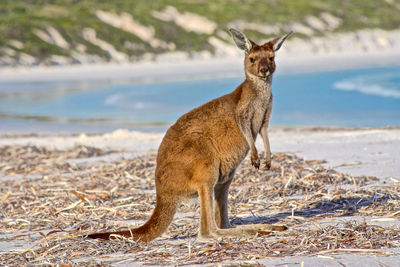 Portrait of kangaroo standing at beach