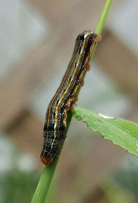 Close-up of insect on leaf