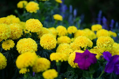 Close-up of yellow flowers in park