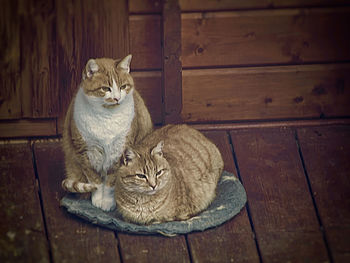 Portrait of cat sitting on wood