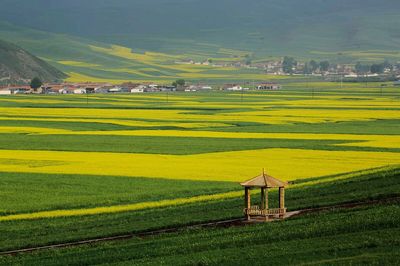 Scenic view of rice paddy