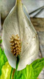 Macro shot of yellow flower