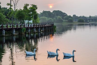 View of birds in water