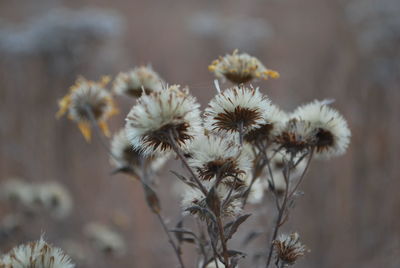 Close-up of wilted flower on field