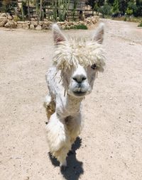 Portrait of white  alpaca with blue eyes and few teeth on a farm 