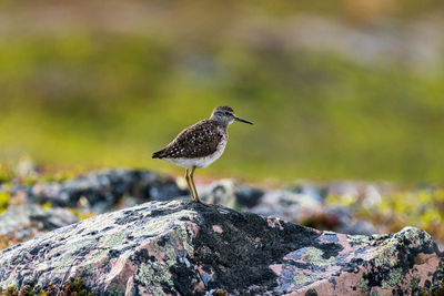 Close-up of bird perching on rock