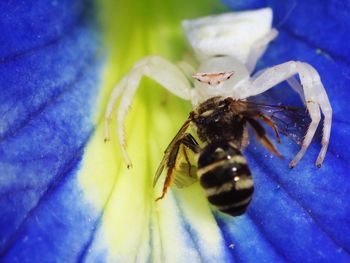 Close-up of insect on blue flower