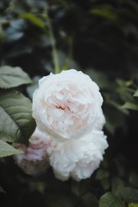 Close-up of rose flower