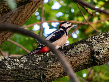 Close-up of bird perching on tree