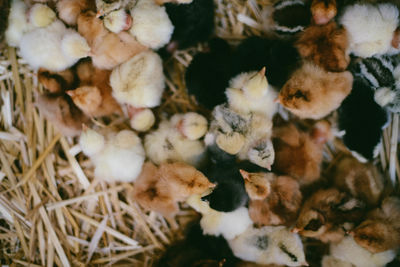 High angle view of chick in nest