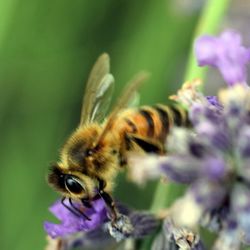 Close-up of honey bee on white flower