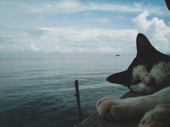 Close-up of a cat looking at sea