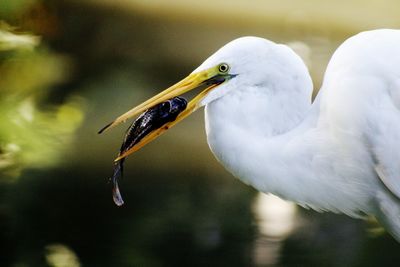 Close-up of bird