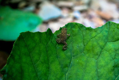 Close-up of insect on leaf