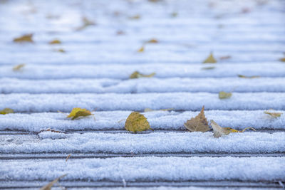 Close-up of dry leaves on snow