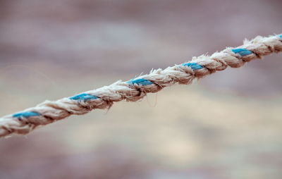 Close-up of rope on plant during winter