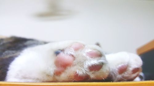 Close-up of a dog sleeping