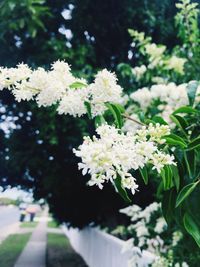 Close-up of flowers growing on tree