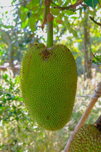 Close-up of fruits growing on tree