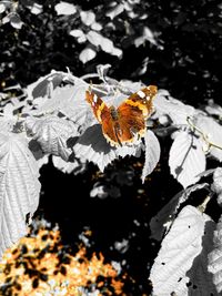 Close-up of butterfly on flower