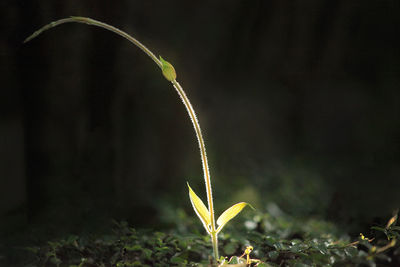 Close-up of plant