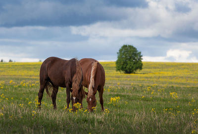 Horses in a field