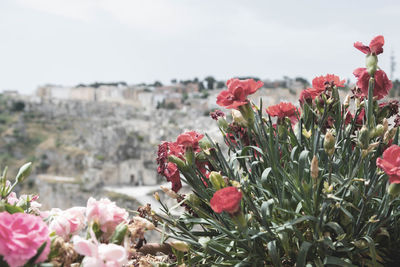 Close-up of pink flowering plants against sky