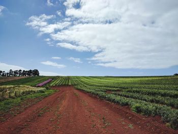 Scenic view of agricultural field against sky