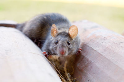 Portrait of rat