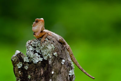 Close-up of chameleon on mossy bark