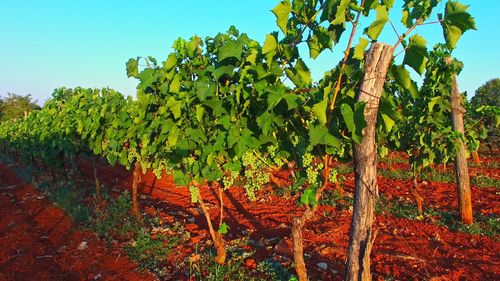 Plants growing in vineyard